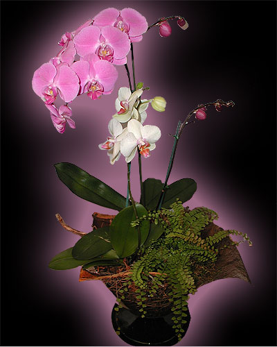 Orchidee-Pflanzarrangement in Glasgefäss